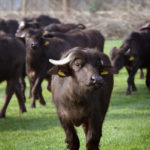 Waterbuffels in Nederland