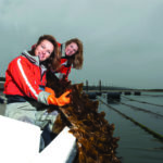Het zwierige zeewier