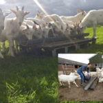 Lekker Nederlands geitenvlees