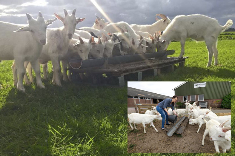 Biologisch geitenvlees