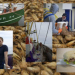 Duurzame Noordzeegarnalen met MSC-keurmerk