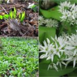 Daslook, geurig lentegroen