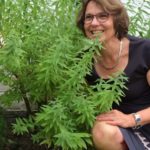 Geurige verveine in mijn tuin