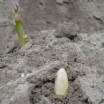 Witte asperges, de tradities voorbij