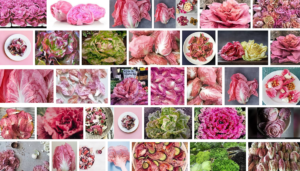 Pink lettuce