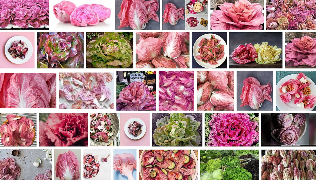 Pink lettuce