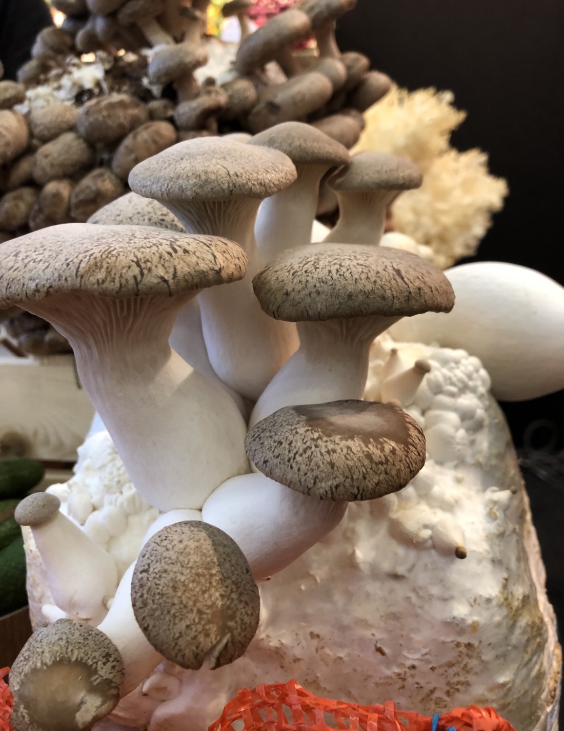shiitake