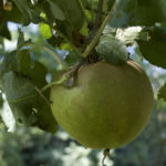 Appels met smaak