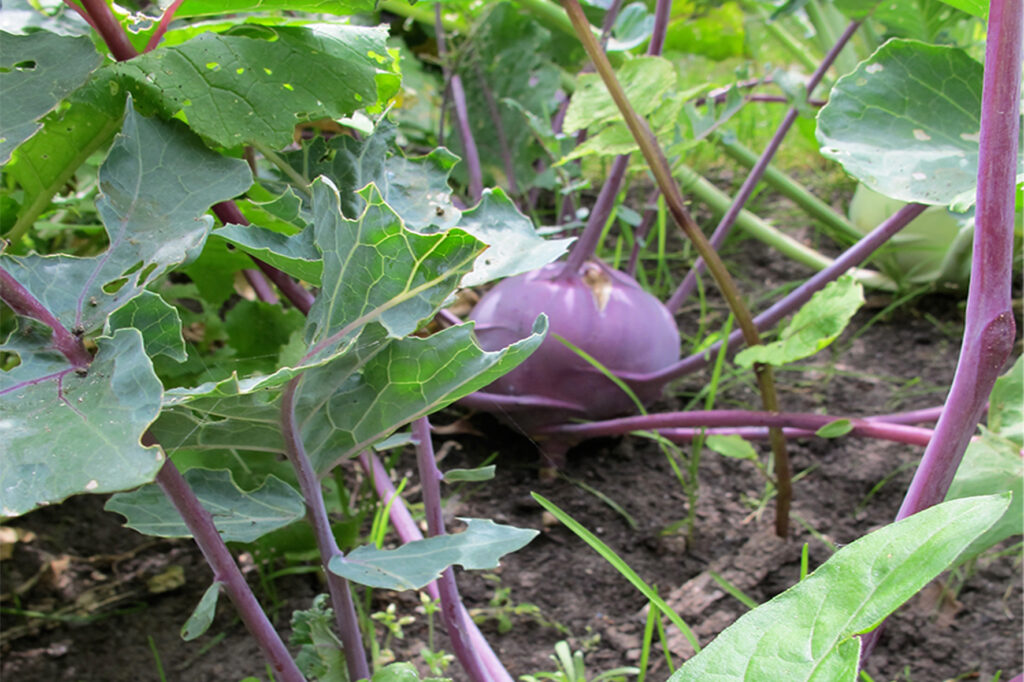 Koolrabi met kokosmelk en seroendeng
